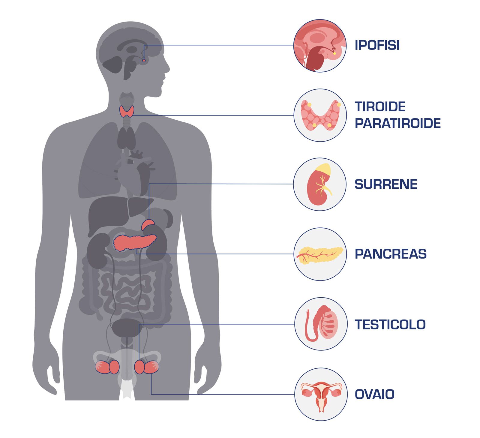 Il sistema endocrino